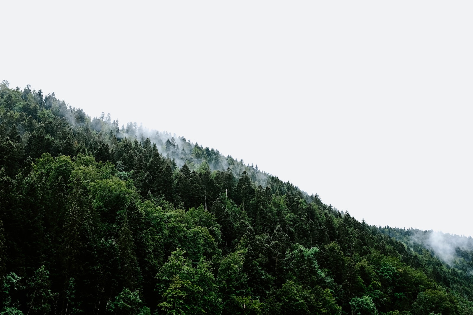low angle view of green trees